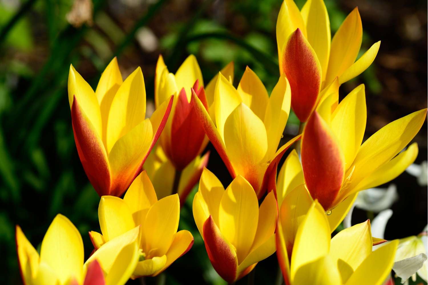 Botaaninen tulppaani 'Tubergen's Gem'